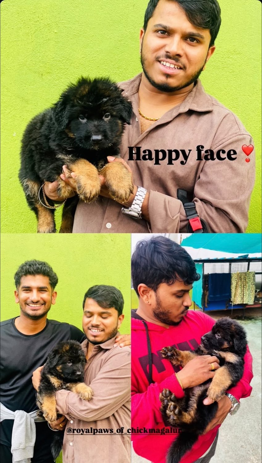German Shepherd puppy at Cimarron Kennel