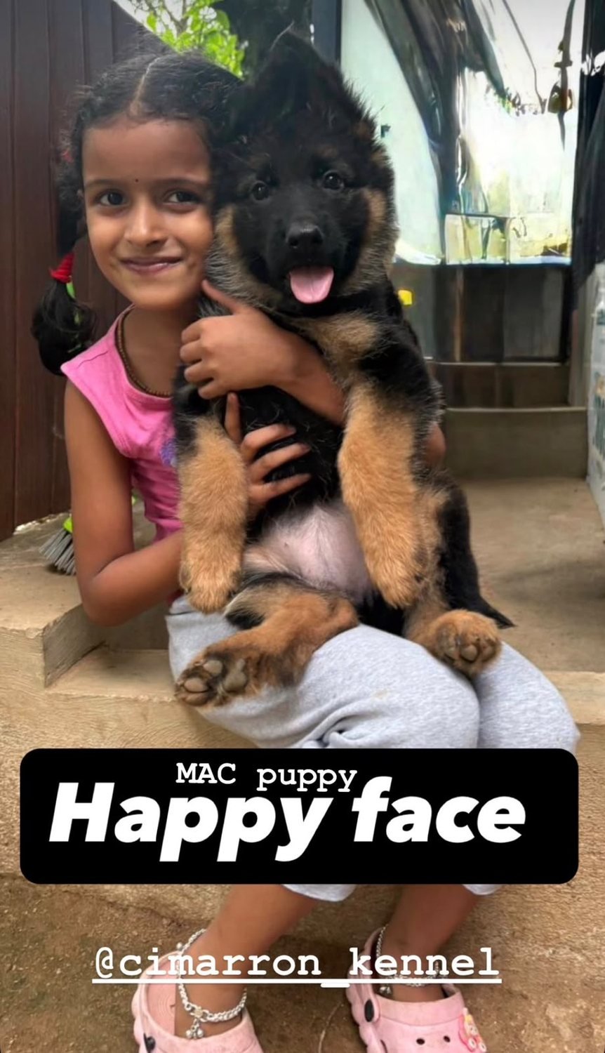 German Shepherd puppy from Cimarron Kennel